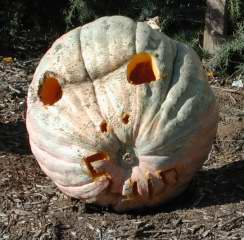 Crazy, Nipomo Pumpkin Patch, carving idea